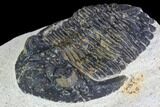 Bargain, Hollardops Trilobite - Visible Eye Facets #105990-1